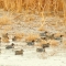 Spring Migrants – A northbound flock of green-winged pause to rest and refuel on an Iowa wetland.
