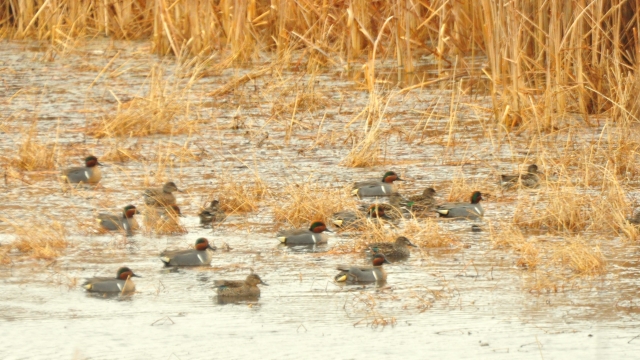  Spring Migrants – A northbound flock of green-winged pause to rest and refuel on an Iowa wetland.