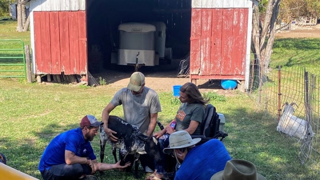 Derrick Campana, animal prosthetics expert and host of the Emmy nominated TV show "Wizard of Paws" with Lazy J Rescue Ranch founders Tyler Linn and Haley Fitzpatrick, and Loretta, the lucky little cow. 